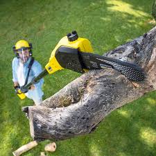 Best Lawn Disease Treatment  in Chino, CA